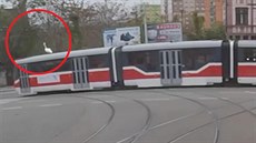 Labu cestovala na stee tramvaje v Brn (8. listopadu 2019)