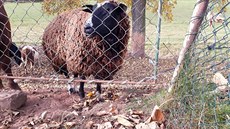 Na farm Oubrechtových vlci roztrhali kozu a berana, dv zranné ovce chovatelé...