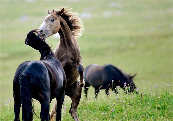 Divocí horští koně v bosenském pohoří Krug