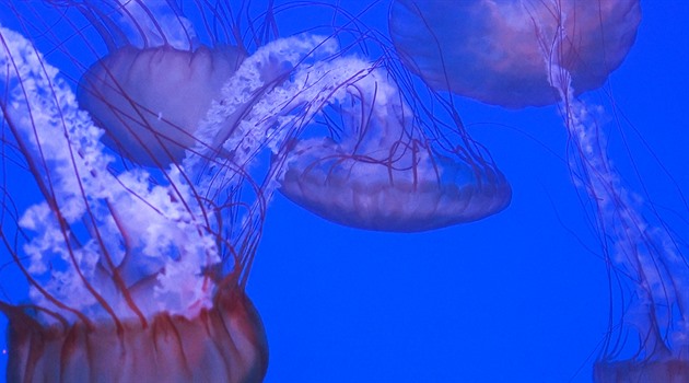 V Praze se otevírá největší medúzárium v Evropě - iDNES.tv