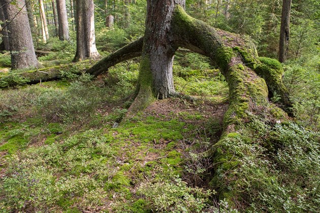 Vzrostlý strom v minulosti odolal nkolika pírodním procesm. Napíklad kdy v...