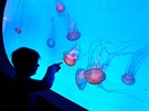 V Arkádách Pankrác otevřeli největší medúzárium v Evropě.