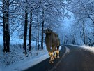 Velbloud se proch�zel zasn�en�mi Jizersk�mi horami.