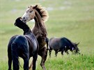 Divocí horští koně v bosenském pohoří Krug