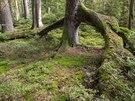Vzrostlý strom v minulosti odolal nkolika pírodním procesm. Napíklad kdy v...