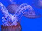 V Praze se otevírá nejvtí medúzárium v Evrop