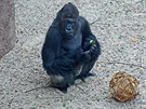 Gorilí samec Richard oslavil své 25. narozeniny