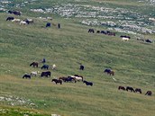 Divocí horští koně v bosenském pohoří Krug. Horský terén zvládají bez problémů.