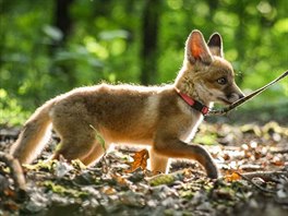 Lišku je možné naučit na vodítko a chodit s ní ven do přírody.