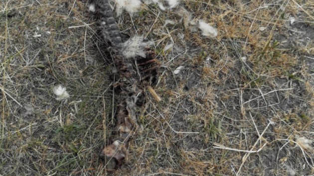 Vlci za�to�ili na ovce v De�enic�ch na Klatovsku. Po  jehn�ti zbyla jen kostra.