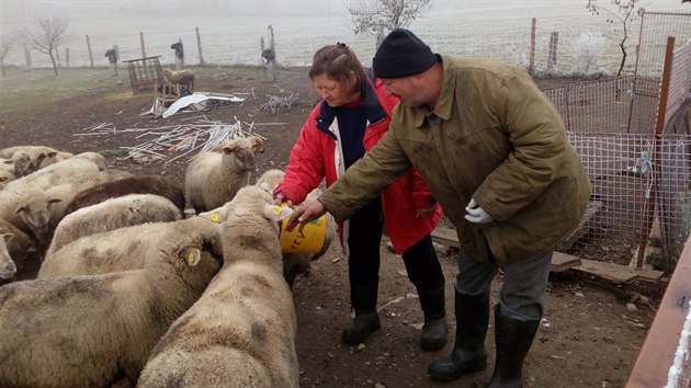 Farm Ji Hok je toho nzoru, e vlci do esk prody nepat. elma mu nkolik ovc zabila.  Vlky pitom nezastavil ani elektrick ohradnk.