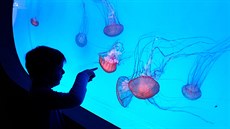 V Arkádách Pankrác oteveli nejvtí medúzárium v Evrop.