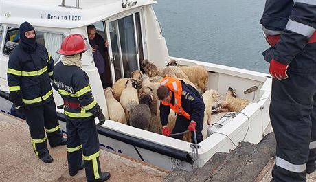 V rumunském pístavu Midia se pevrátila nákladní lo peváející 14 600 ovcí....