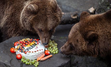 Krumlovtí medvdi dostali dort s ovocem a zeleninou.