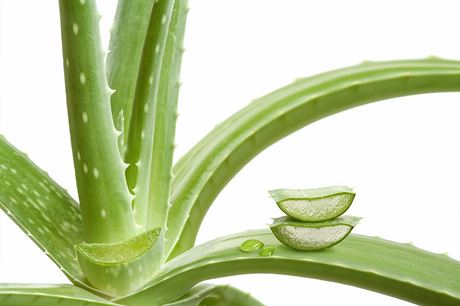 Aloe vera je populrn nejen v kosmetickm prmyslu