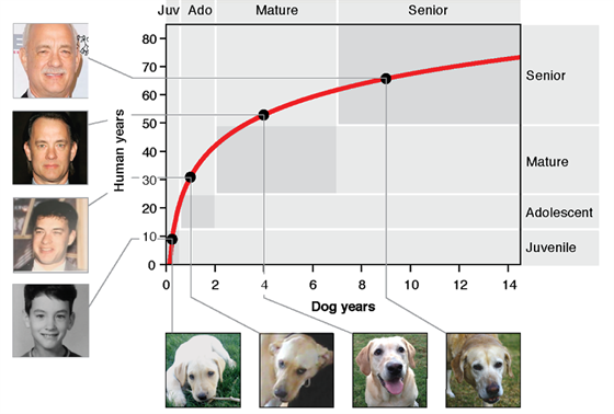 Grafické znázornění výsledku nové přepočtu psích let na lidské na příkladu...