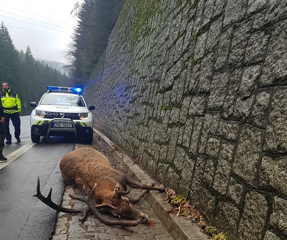 Uštvaný jelen ve Studeném koleni v Krkonoších (22. 11. 2019)