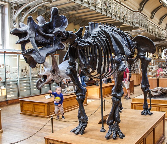Replika kostry uintatéria, vystavená v pařížském Národním přírodovědném muzeu....