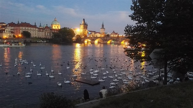 Krmení vodního ptactva starým pečivem přímo z břehu je v Praze zcela běžným...
