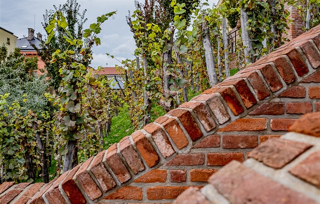 Vinohrad na jiních terasách v Hradci Králové je teprve dvouletý, poádná...