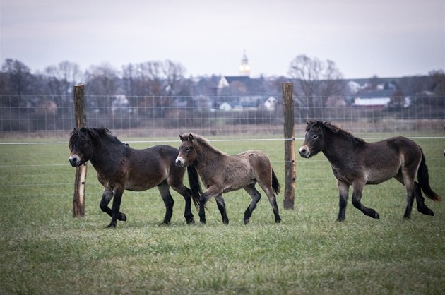 Stádo tinácti hebc exmoorských poník dnes vypustili v rezervaci v Kozmicích...