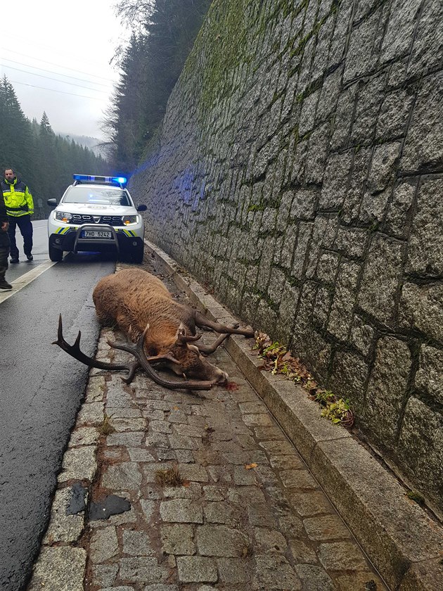 Utvaný jelen ve Studeném koleni v Krkonoích (22. 11. 2019)