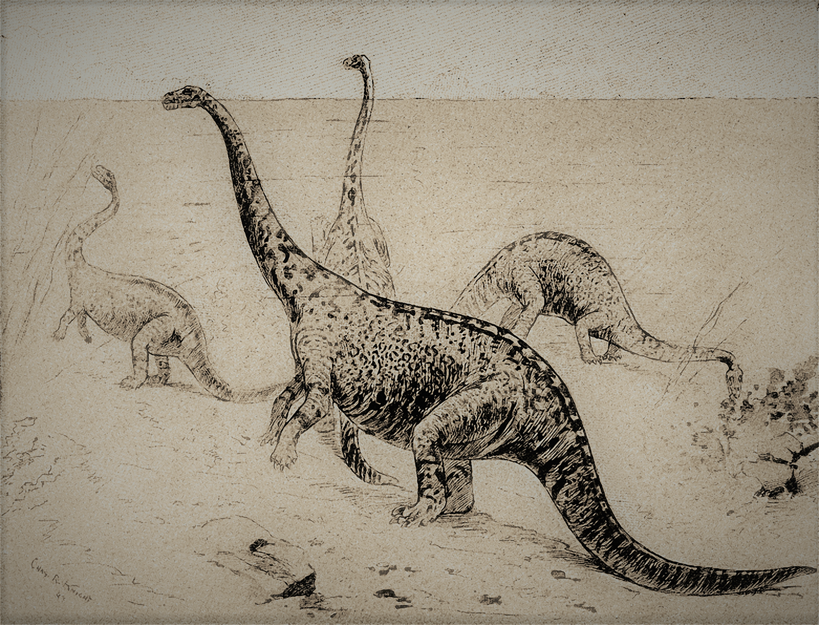Zastaralá rekonstrukce �oboj�ivelného� sauropoda druhu Amphicoelias altus v...