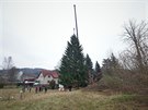 V Semilech pokceli strom pro vnon trhy na Staromstskm nmst v Praze....