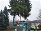 V Semilech pokceli strom pro vnon trhy na Staromstskm nmst v Praze....