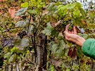Burgundsk odrda Pinot Noir na hradeckch terasch (6. 10. 2019)