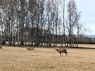 V oboe Srdko na Domalicku ije kolem 150 dak a jelen.