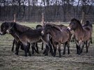 Stádo tinácti hebc exmoorských poník dnes vypustili v rezervaci v Kozmicích...