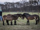 Stádo třinácti hřebců exmoorských poníků dnes vypustili v rezervaci v Kozmicích...
