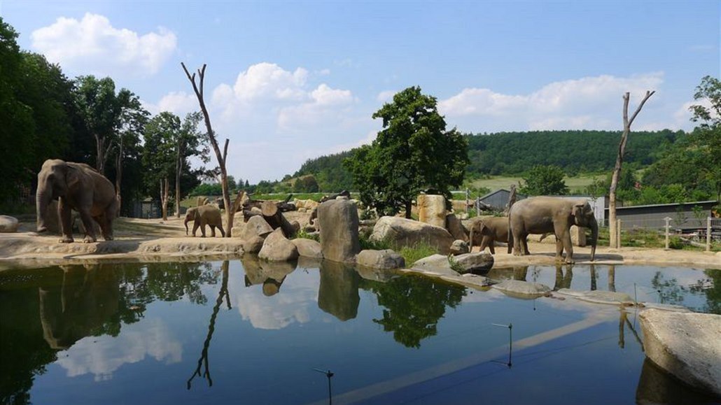 Údolí slon v praské zoo