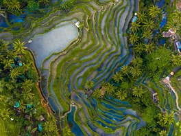 Londýnský fotograf @thedronelad létal s dronem nad rýovými poli na Bali.