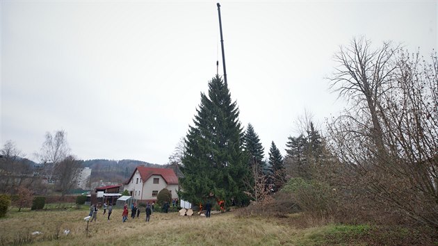 V Semilech pokceli strom pro vnon trhy na Staromstskm nmst v Praze. (24. listopadu 2019)