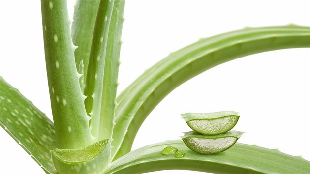 Aloe vera je populrn nejen v kosmetickm prmyslu