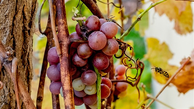 Vinohrad na jinch terasch v Hradci Krlov je teprve dvoulet, podn sklize bude za rok (6. 10. 2019).