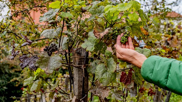 Burgundsk odrda Pinot Noir na hradeckch terasch (6. 10. 2019)