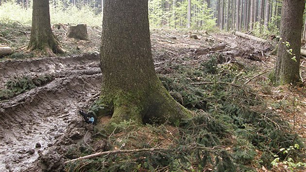 Česká inspekce životního prostředí v Plzni udělila půlmilionovou pokutu firmě, která v CHKO Český les po těžbě dřeva poškodila půdu.