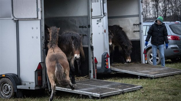 Stádo třinácti hřebců exmoorských poníků dnes vypustili v rezervaci v Kozmicích na Opavsku.