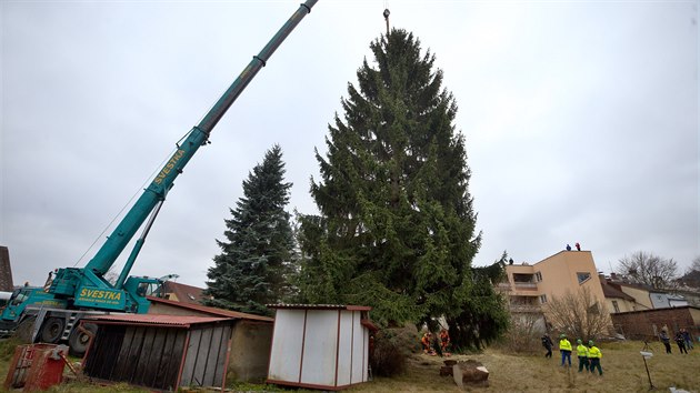 Staromstsk nmst v Praze bude letos zdobit smrk ztepil. Dnes ho pokceli v Semilech, odkud se na cestu do hlavnho msta vyd odpoledne, stt by ml v ter. (24.11.2019)