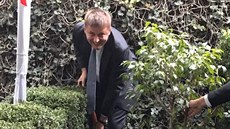 Ministr zahranií Tomá Petíek zasadil na eské ambasád v Mexiku strom....
