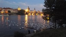 Krmení vodního ptactva starým pe�ivem p�ímo z b�ehu je v Praze zcela b�ným...