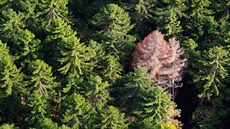 Krovcem napadený strom uprosted zdravého lesa na umav
