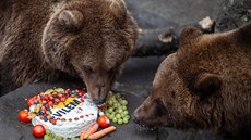 Krumlovští medvědi dostali dort s ovocem a zeleninou.