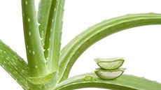 Aloe vera je populární nejen v kosmetickém pr�myslu