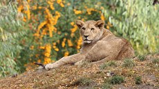 Samec Baqir opustil rodnou Plze a odcestoval do francouzské zoo. Narodil se 3....