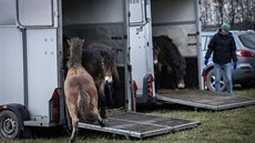 Stádo tinácti hebc exmoorských poník dnes vypustili v rezervaci v Kozmicích...