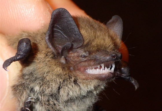 Netopýr ji�ní se �adí mezi nejmen�í druhy evropského kontinentu a �ije v...